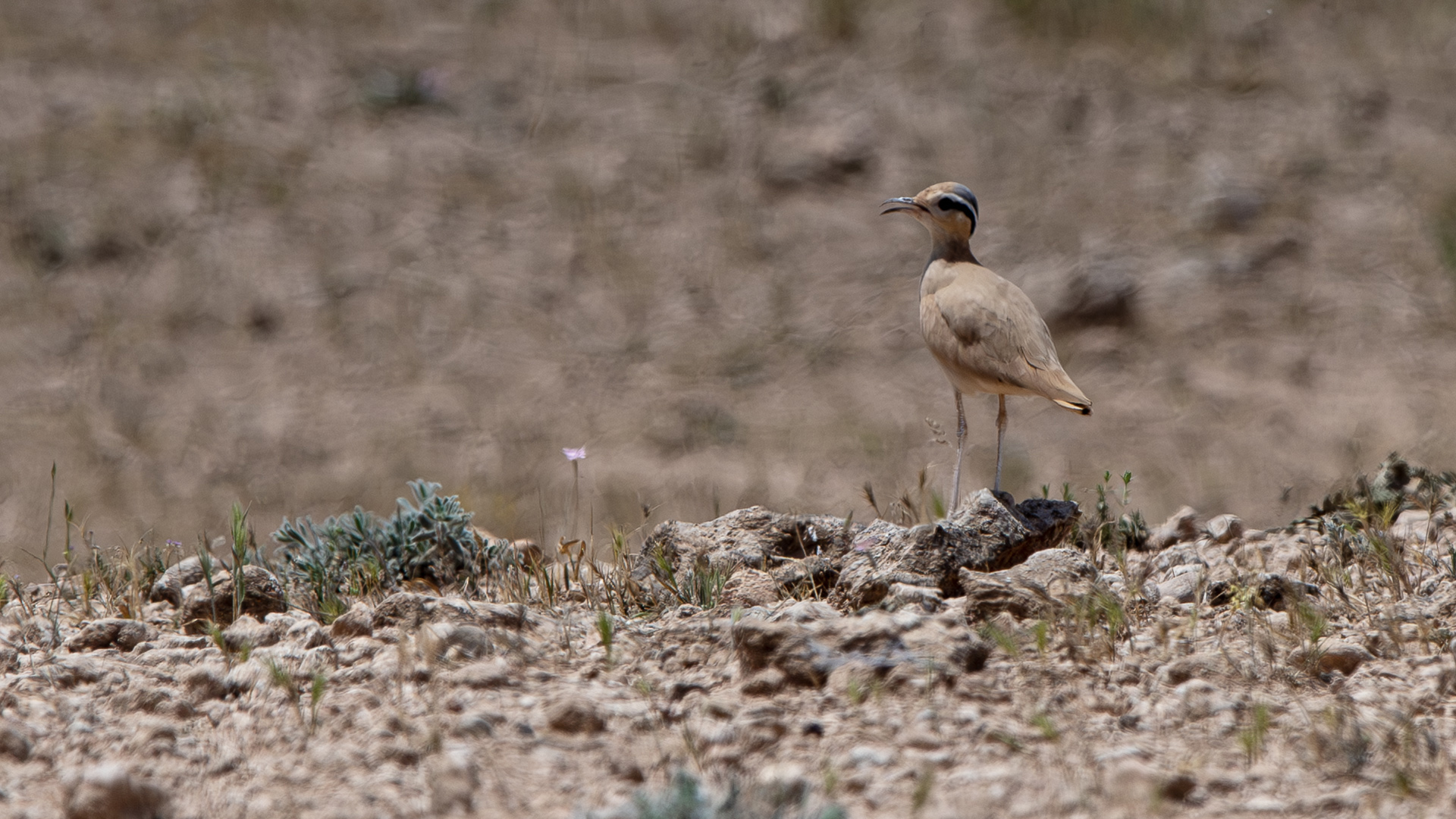 Cream-colored Courser